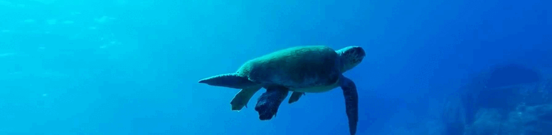 Boutique Apartments Costalegre